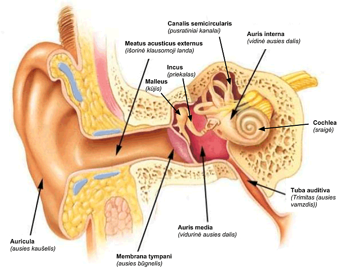 Detail of Ear