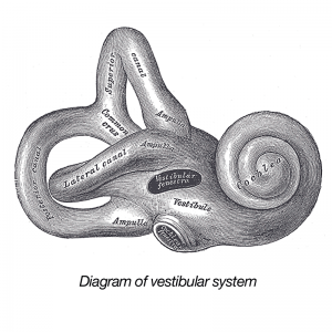 Diagram of vestibular system