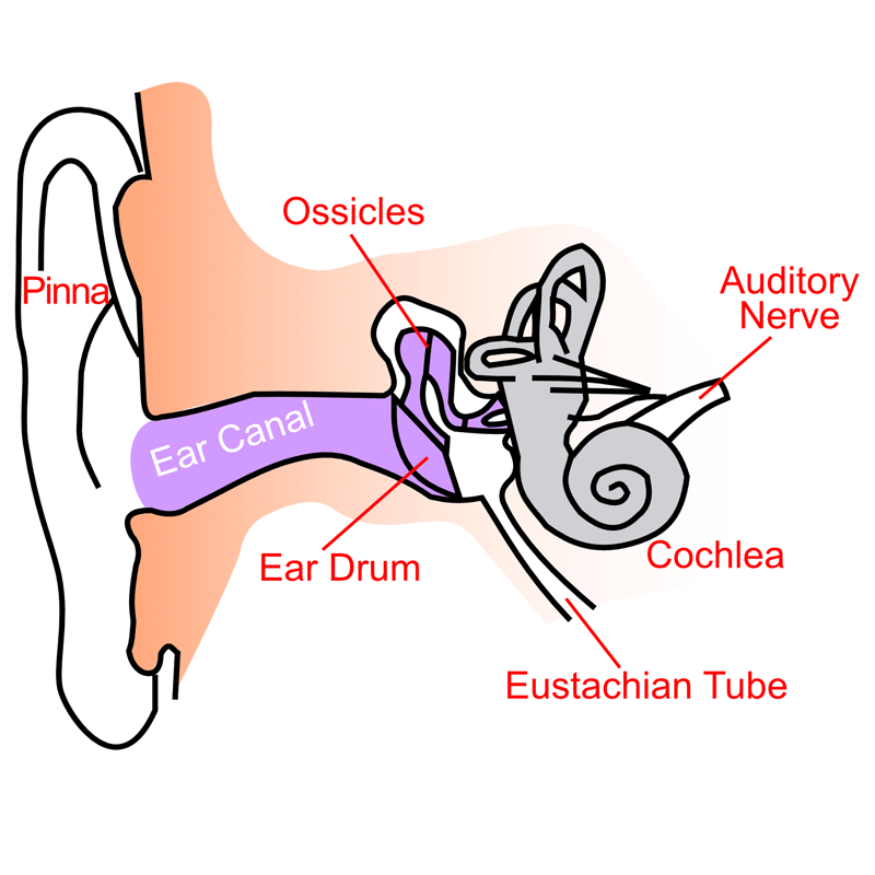 Patient Education Hearing Loss - Wichita Ear Clinic